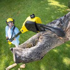 Best Lawn Mowing  in Floris, VA