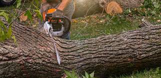 Best Lawn Maintenance Plans  in Floris, VA