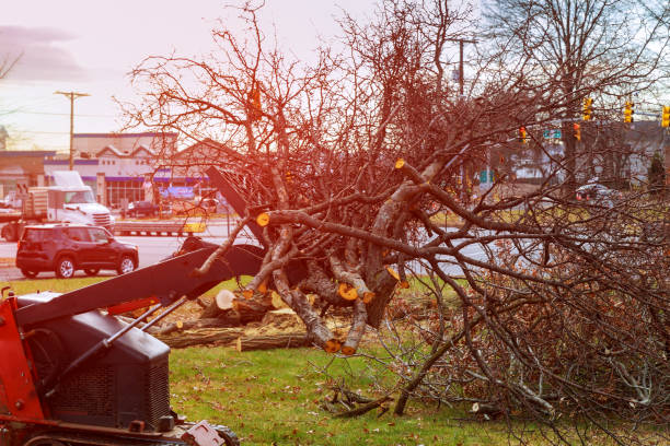 Best Tree Cabling and Bracing  in Floris, VA