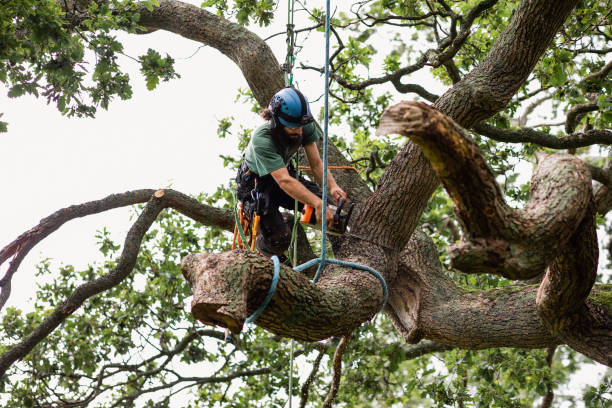 How Our Tree Care Process Works  in  Floris, VA