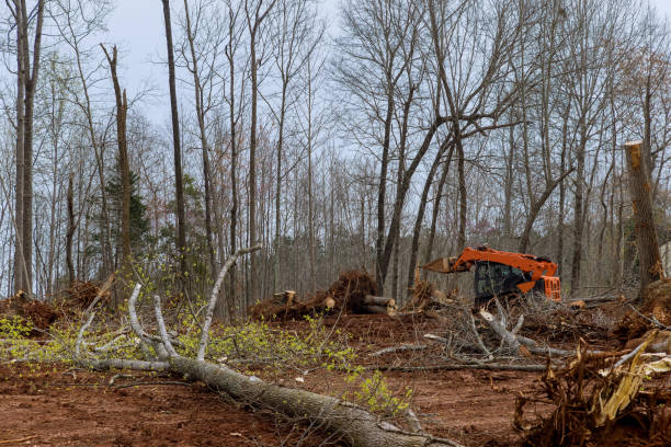 Reliable Floris, VA Tree Care Solutions