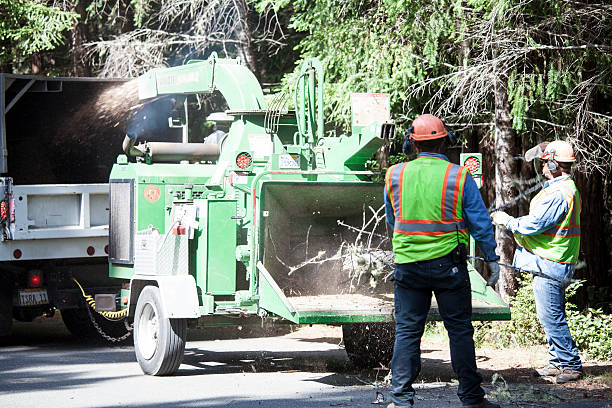 Best Fruit Tree Pruning  in Floris, VA
